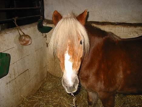 Anden særlig race Bobby Hill billede 5