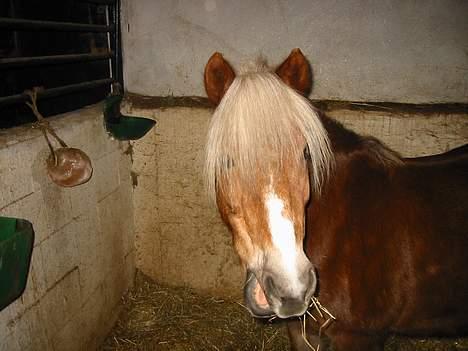 Anden særlig race Bobby Hill billede 6