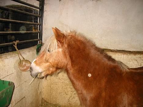 Anden særlig race Bobby Hill billede 7