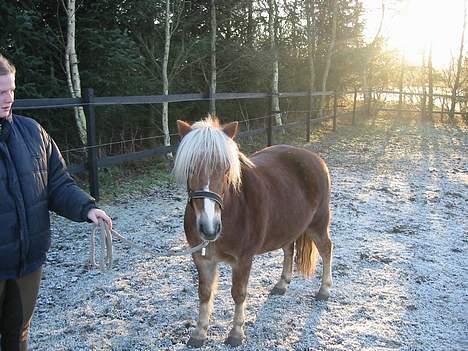 Anden særlig race Bobby Hill - Model Bobby... billede 8