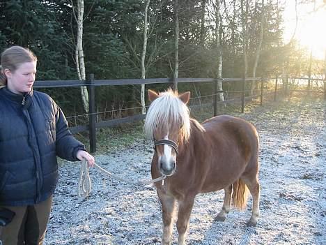 Anden særlig race Bobby Hill billede 9