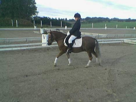 Anden særlig race Bobby Hill - Til nibe cup billede 10