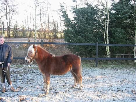 Anden særlig race Bobby Hill billede 11