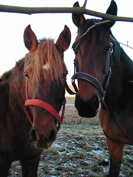 Dansk Varmblod Savannah - -->Miin bedste ven Tascha billede 5