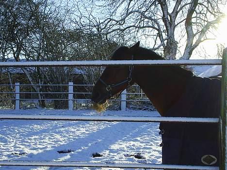 Oldenborg Boccaccio - Bocaccio der er lidt trædt af at gå uden for " det er for koldt" billede 6