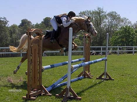 Palomino Shulay Gold 'n' Silver  - min dreng. billede 1