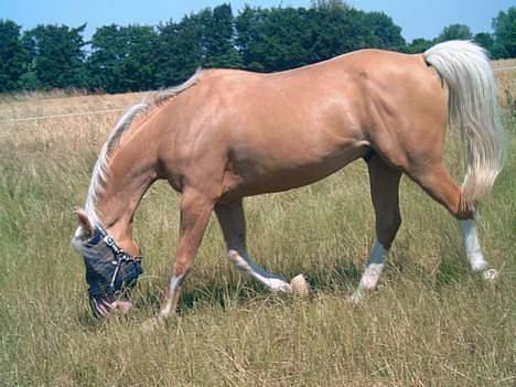 Palomino Shulay Gold 'n' Silver  - Silver på fold sidste sommer da han var hos pernille. billede 3