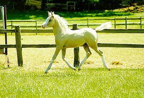 Palomino Shulay Gold 'n' Silver  - Som føl (; billede 4