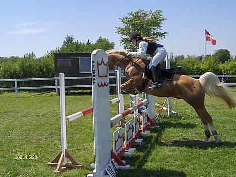 Palomino Shulay Gold 'n' Silver  - Igen drengen og pernille. billede 6