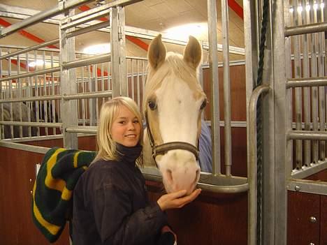 Palomino Shulay Gold 'n' Silver  - Lige den vinter jeg havde fået ham :) billede 7