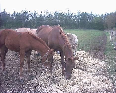 Anden særlig race Miss Indy R.I.P - hende og Chilly billede 4