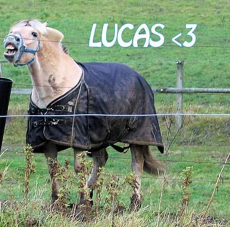 Fjordhest Lucas  - Lucas<,3 på fold efter vores første dressur stævne <,33 billede 14