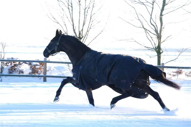 Dansk Varmblod Miss Melanie - Nr. 12. Miss Melanie ude og lege i sneen :) billede 12