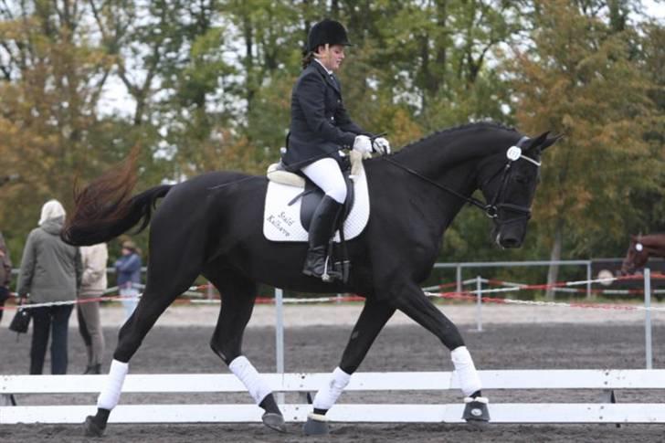 Dansk Varmblod Miss Melanie - Nr. 13. Egnethedstest d. 10. oktober 2009. 775 Point billede 13