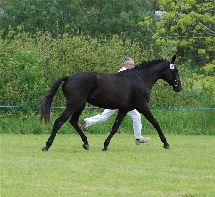 Dansk Varmblod Miss Melanie - Nr. 15. Miss Melanie til Dyrskue i Hurup d. 2. juni 2007 billede 15