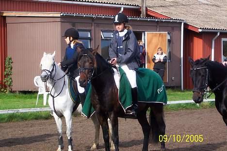 Anden særlig race Picasso billede 10