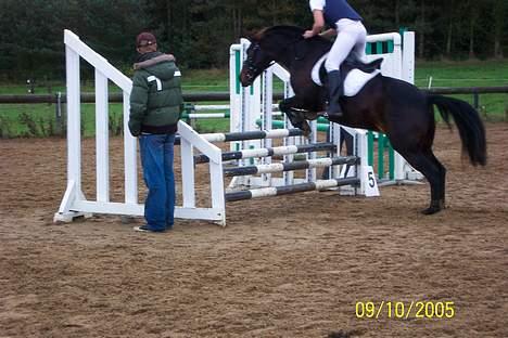 Anden særlig race Picasso billede 11