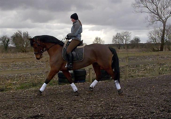 Dansk Varmblod Cocolou Comick  - Nyt 2009 billede 1