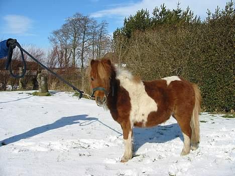 Shetlænder Sally **SOLGT** - Føl efter sally. hun hedder mille. billede 2