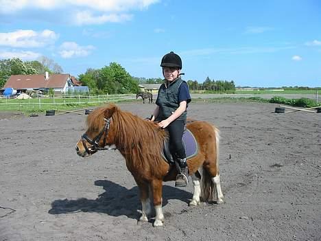 Shetlænder Sally **SOLGT** billede 3