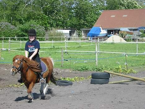 Shetlænder Sally **SOLGT** billede 4
