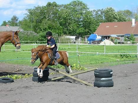 Shetlænder Sally **SOLGT** - her ser man lige sally springe hehe! billede 5