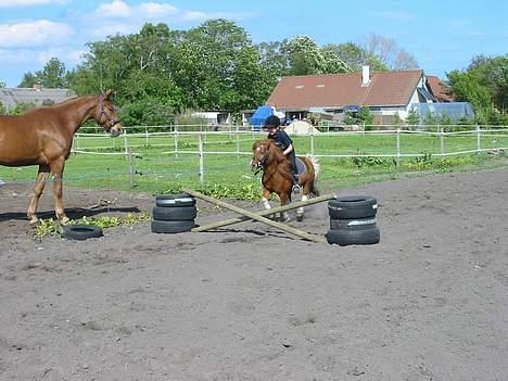 Shetlænder Sally **SOLGT** billede 6