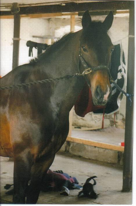 Connemara Kashmir (R.I.P) billede 1