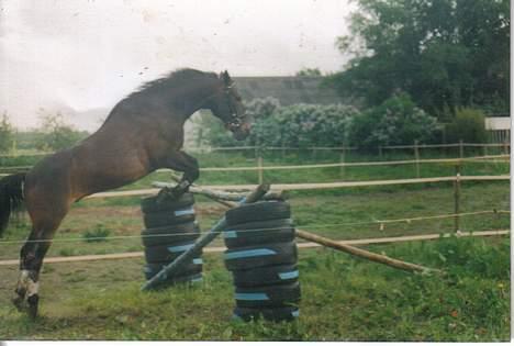Connemara Kashmir (R.I.P) - Kasmir springer her 120 cm . . det højste han har sprunget med rytter 140 cm ..  billede 2