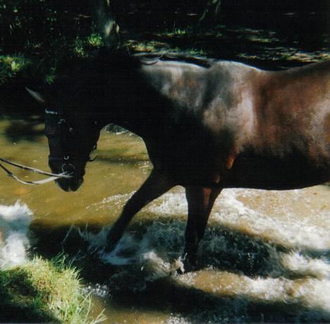 Connemara Kashmir (R.I.P) - Hai det er sjovt at være ved vandet.... billede 4