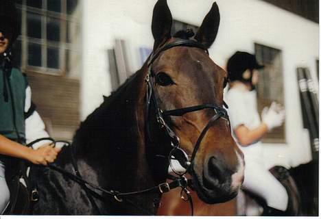 Connemara Kashmir (R.I.P) - Uha elsker det billede,,,, billede 5