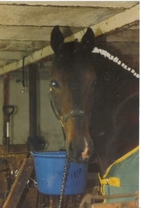 Connemara Kashmir (R.I.P) - kashmir venter på vi skal til stævne. Se hans flotte hals.. billede 6