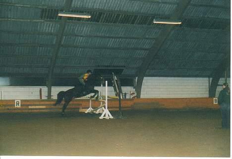 Connemara Kashmir (R.I.P) - Spring undervisning igen! billede 9