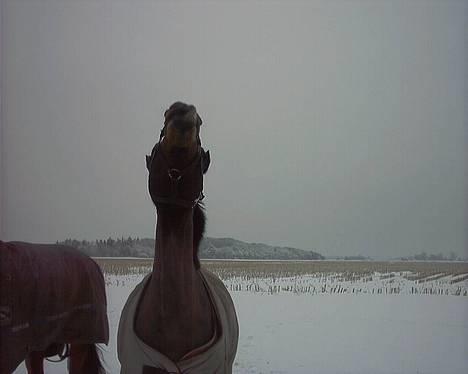 Connemara Kashmir (R.I.P) - uhmm god lugt . .. billede 10