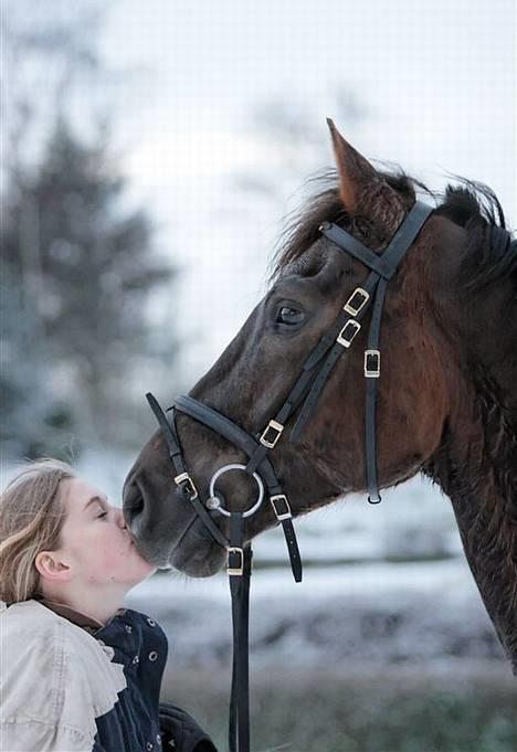 Hollandsk Varmblod Neilons *RIP* <3 - endnu et mys til den smukke mand billede 17