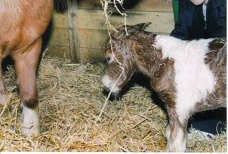 Shetlænder Sally **SOLGT** - Her er sallys føl mille lige født . .  billede 7
