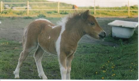 Shetlænder Sally **SOLGT** - er mille ikke bar kær..  billede 8
