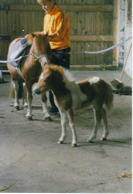 Shetlænder Sally **SOLGT** billede 9