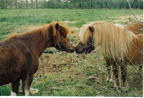 Shetlænder Sally **SOLGT** - Milles mor og hendes far ... billede 10