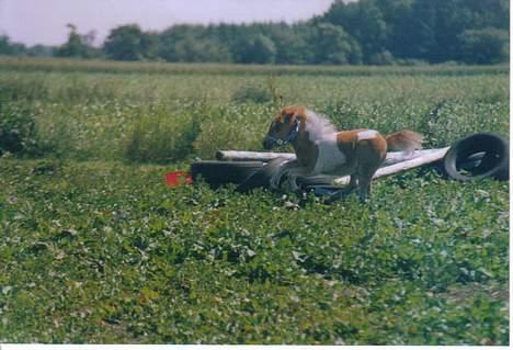Shetlænder Sally **SOLGT** billede 11