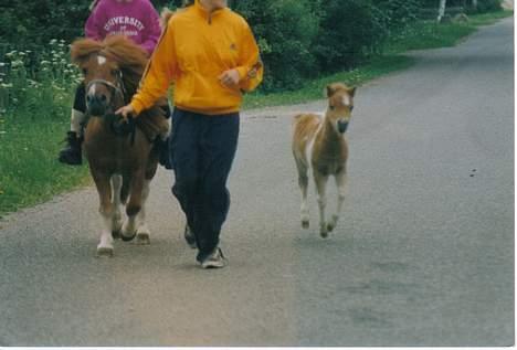 Shetlænder Sally **SOLGT** billede 12