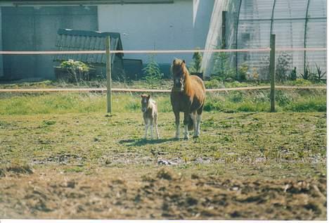 Shetlænder Sally **SOLGT** billede 13
