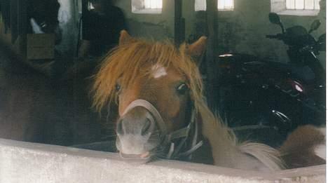 Shetlænder Sally **SOLGT** billede 14