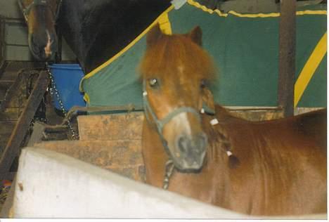 Shetlænder Sally **SOLGT** billede 15