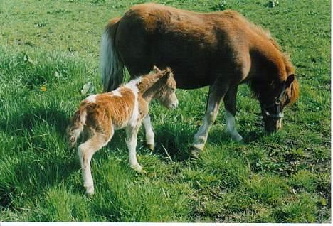 Shetlænder Sally **SOLGT** billede 16