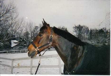 Connemara Kashmir (R.I.P) - Hai! hvor er de andre heste?? billede 12