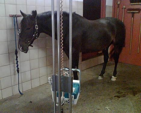 Connemara Kashmir (R.I.P) - Kashmir ved dyrlægen da han fik skadet knæ . . billede 13