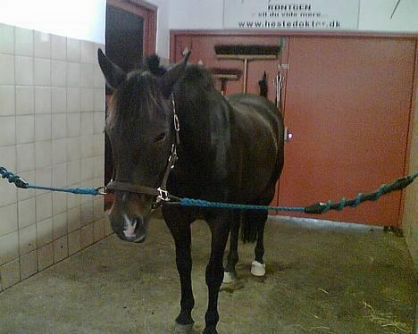 Connemara Kashmir (R.I.P) - Uha ved at blive bedøvet . . billede 14