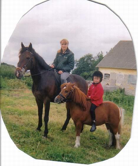 Shetlænder Sally **SOLGT** billede 17