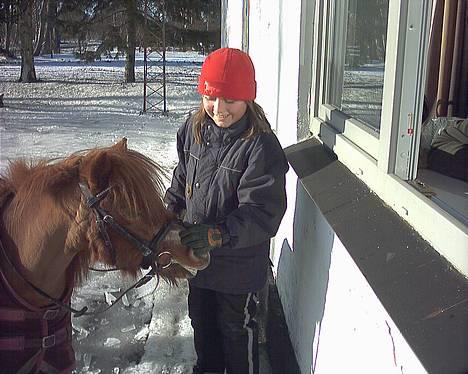 Shetlænder Sally **SOLGT** - En tur over ved naboen og få hestegodbidder gennem vinduet... billede 18